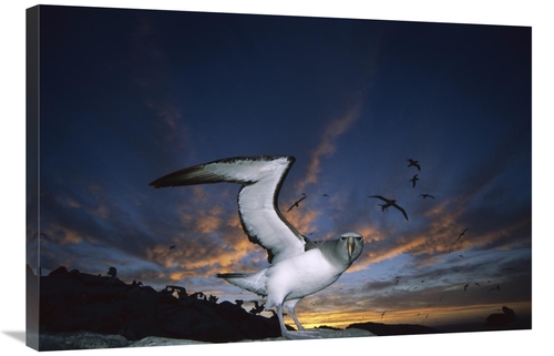 Global Gallery GCS-451682-2436-142 24 x 36 in. Salvins Albatrosses Ret