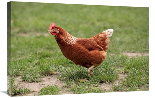 Global Gallery GCS-398188-2436-142 24 x 36 in. Domestic Chicken, F