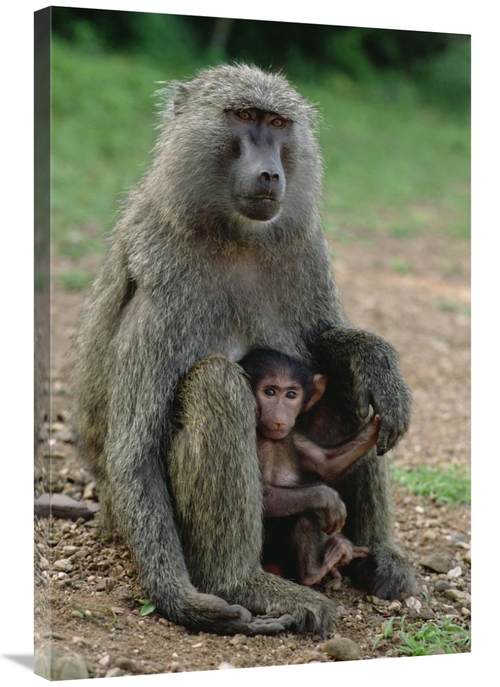 Global Gallery GCS-452824-2436-142 24 x 36 in. Olive Baboon with Infan