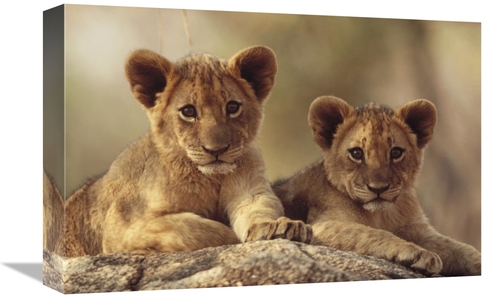 Global Gallery GCS-396905-1218-142 12 x 18 in. African Lion Cubs Resti