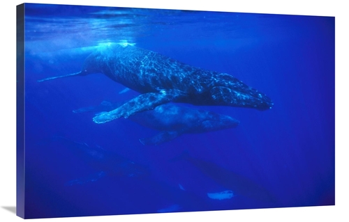 Global Gallery GCS-451032-2436-142 24 x 36 in. Humpback Whale Pod Trav