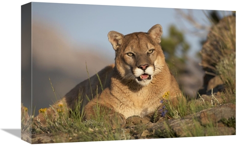 Global Gallery GCS-396077-1218-142 12 x 18 in. Mountain Lion Portrait&amp;