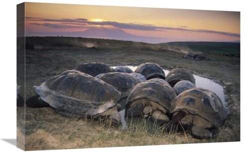 Global Gallery GCS-451384-1624-142 16 x 24 in. Galapagos Giant Tortois