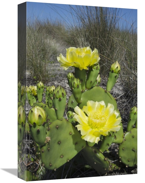 Global Gallery GCS-397916-1218-142 12 x 18 in. Opuntia Cactus Flowerin