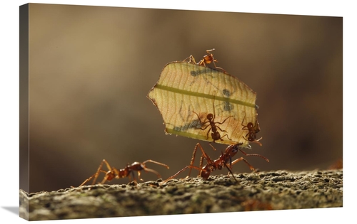 Global Gallery GCS-398107-2030-142 20 x 30 in. Leafcutter Ant Group Ca