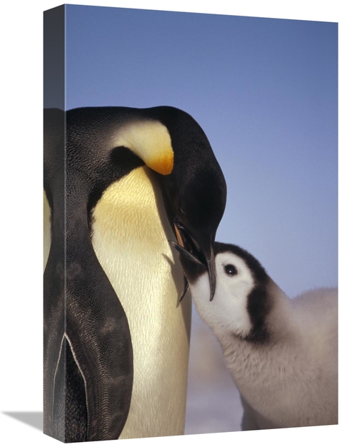 Global Gallery GCS-451124-1218-142 12 x 18 in. Emperor Penguin Parent 