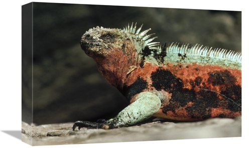 Global Gallery GCS-451319-1218-142 12 x 18 in. Marine Iguana Male in B