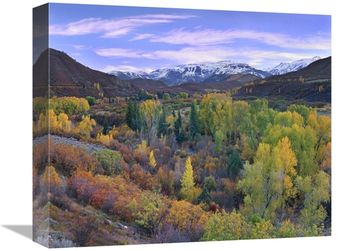 Global Gallery GCS-396965-16-142 16 in. Quaking Aspen Forest in Autumn