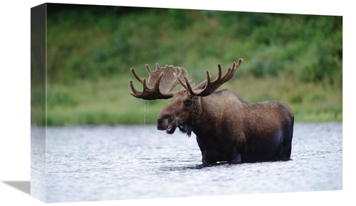 12 x 18 in. Moose Male Raising Its Head While Feeding in Lake, Nor