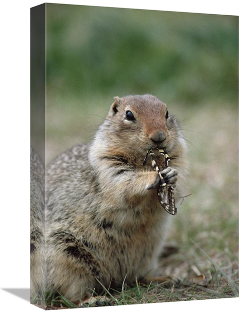 Global Gallery GCS-451906-1218-142 12 x 18 in. Arctic Ground Squirrel 