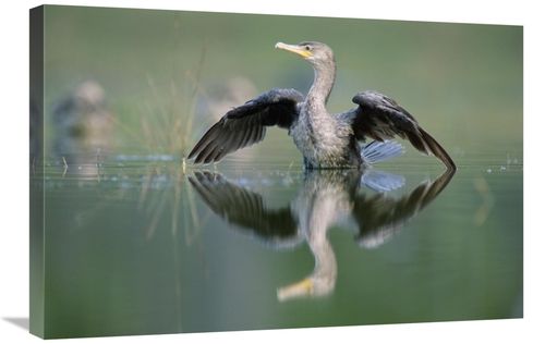 Global Gallery GCS-396563-2030-142 20 x 30 in. Double-Crested Cormoran