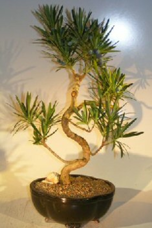 Flowering Podocarpus Bonsai TreeCurved Trunk Style - Large(podocarpus