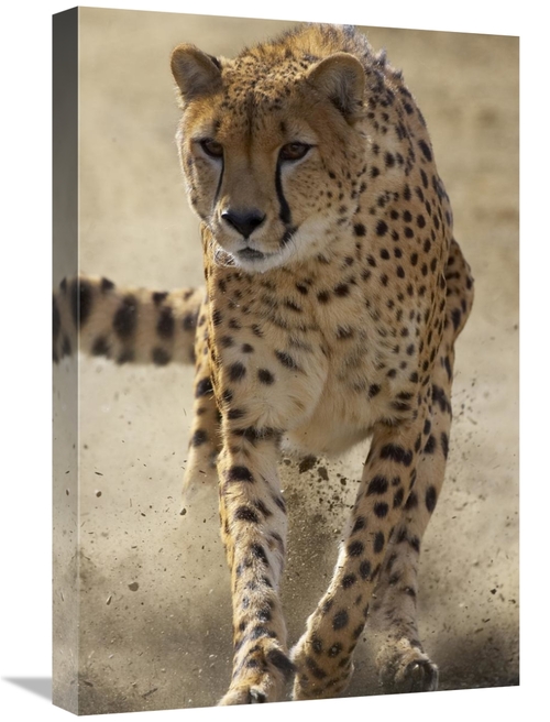 Global Gallery GCS-450867-1624-142 16 x 24 in. Cheetah Running, Th