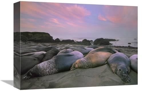 Global Gallery GCS-452208-1216-142 12 x 16 in. Northern Elephant Seals