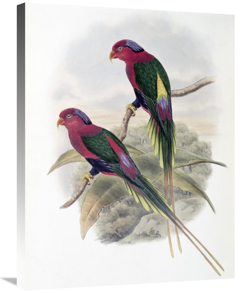 Global Gallery GCS-277791-30-142 30 in. Stella Parakeet Art Print - Jo