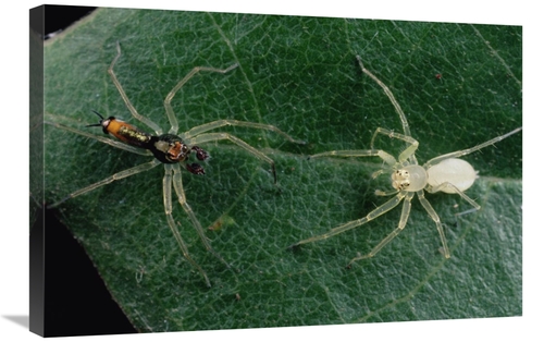 Global Gallery GCS-450717-2030-142 20 x 30 in. Jumping Spider Colorful