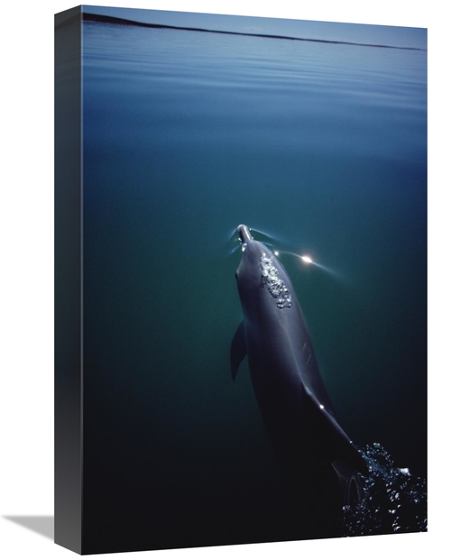 Global Gallery GCS-450659-1218-142 12 x 18 in. Bottlenose Dolphin Surf