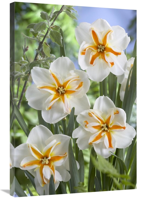 Global Gallery GCS-398361-2436-142 24 x 36 in. Daffodil Trepolo Variet