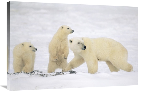 Global Gallery GCS-452507-2436-142 24 x 36 in. Polar Bear Mother with 