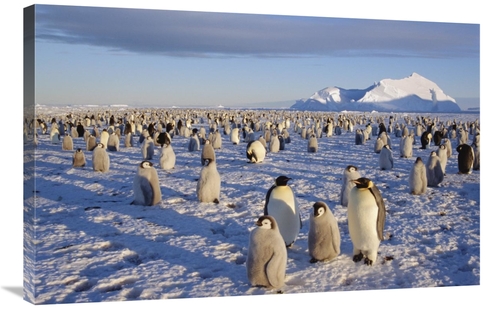 Global Gallery GCS-451074-2436-142 24 x 36 in. Emperor Penguin Colony&