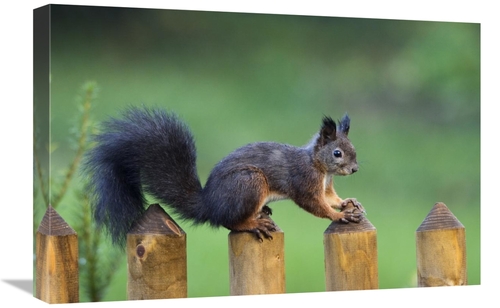 Global Gallery GCS-452721-1624-142 16 x 24 in. Eurasian Red Squirrel o