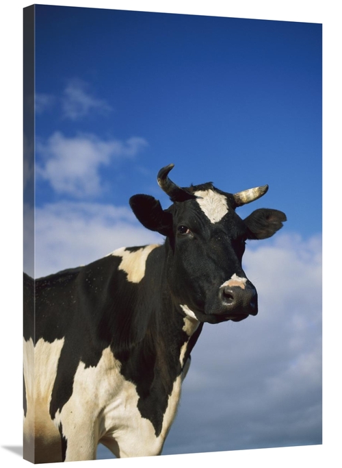 Global Gallery GCS-452626-2436-142 24 x 36 in. Cattle Portrait, Eu