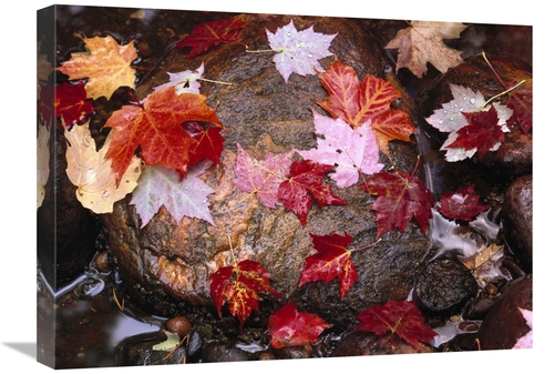 Global Gallery GCS-452021-1824-142 18 x 24 in. Maple Leaves in Sable C