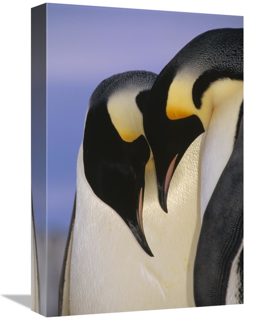 Global Gallery GCS-395646-1218-142 12 x 18 in. Emperor Penguin Courtin