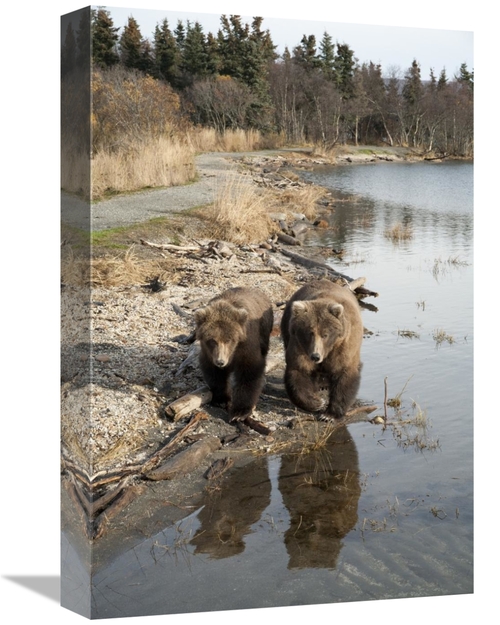 Global Gallery GCS-395488-1218-142 12 x 18 in. Grizzly Bear Mother & Y