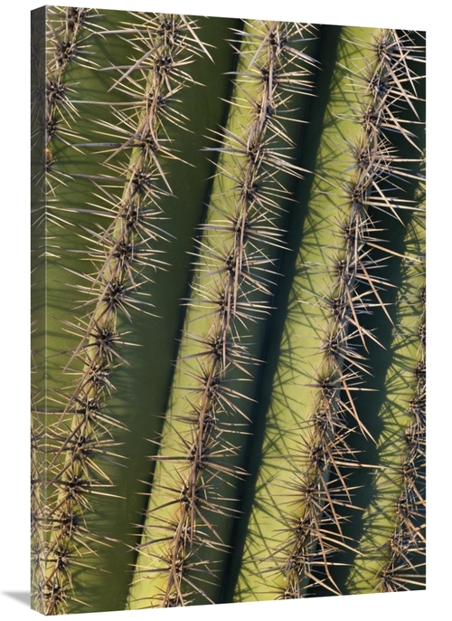 Global Gallery GCS-395321-2436-142 24 x 36 in. Saguaro Cactus Spines&#