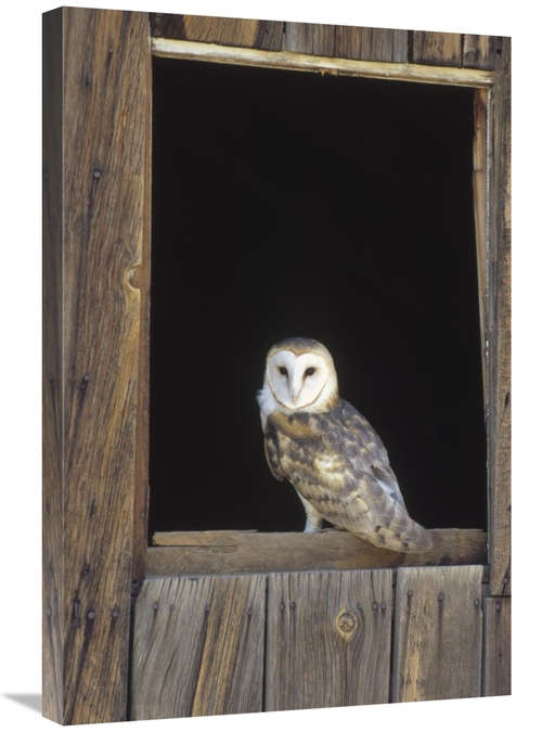 Global Gallery GCS-452315-2030-142 20 x 30 in. Barn Owl Perching on Ba