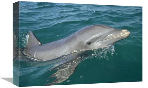 Global Gallery GCS-398477-1218-142 12 x 18 in. Bottlenose Dolphin Port