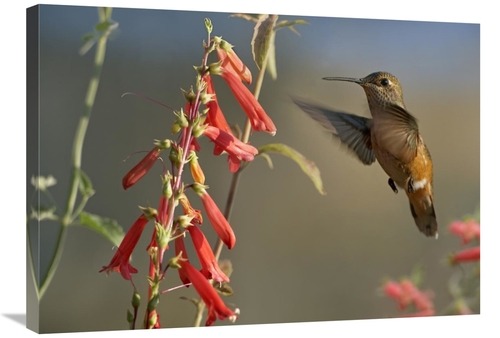 Global Gallery GCS-396833-2432-142 24 x 32 in. Broad-Tailed Hummingbir