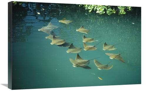Global Gallery GCS-451145-2030-142 20 x 30 in. Golden Cownose Rays Sch