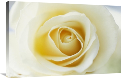 24 x 36 in. Rose Close Up of White Rose in Bloom Art Print - Jan Verme