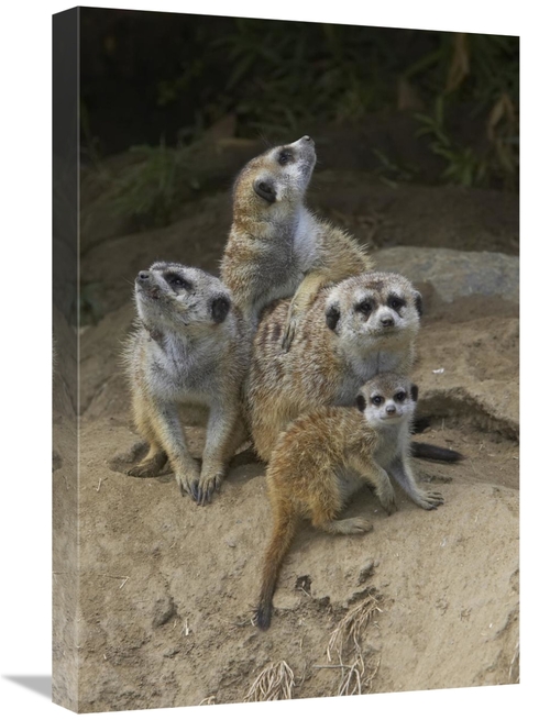 Global Gallery GCS-450856-1624-142 16 x 24 in. Meerkat Group Huddling 