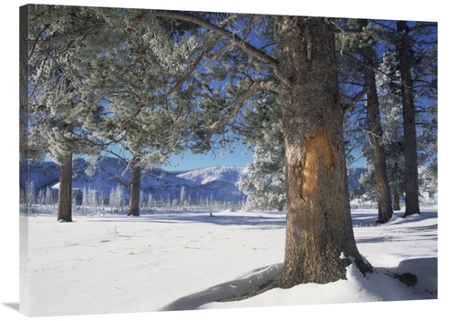 Global Gallery GCS-396187-3040-142 30 x 40 in. Winter in Yellowstone N