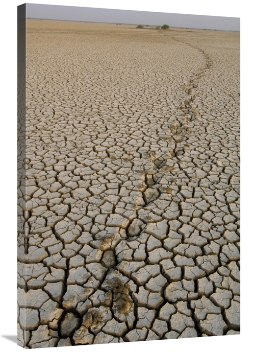 Global Gallery GCS-397939-2436-142 24 x 36 in. Indian Wild Ass Tracks 