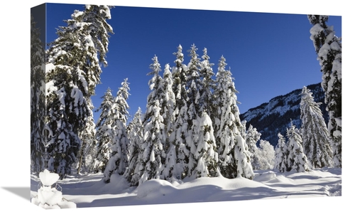 Global Gallery GCS-398520-1218-142 12 x 18 in. Coniferous Forest in Wi