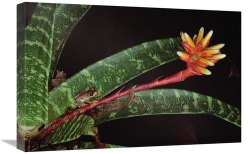 Global Gallery GCS-450738-1624-142 16 x 24 in. Frog on Guzmania Bromel