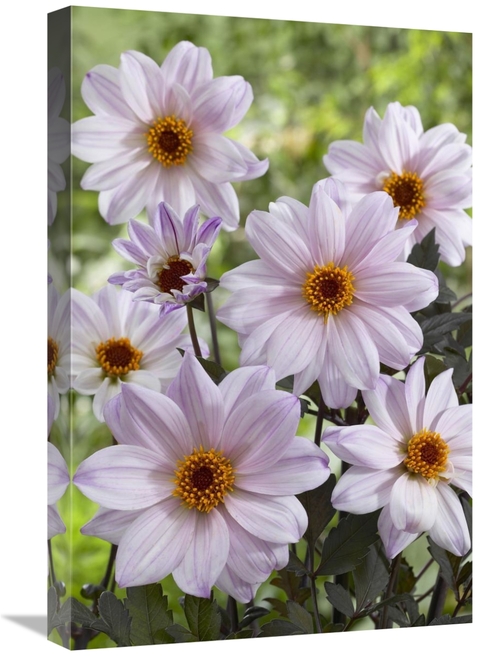 Global Gallery GCS-398395-1624-142 16 x 24 in. Dahlia Bishop of Leices