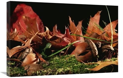 Global Gallery GCS-450688-2030-142 20 x 30 in. Northern Red Oak Tree w