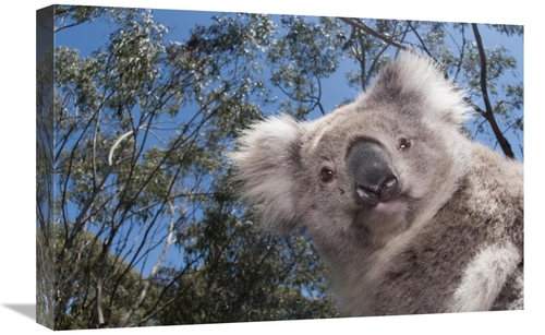 Global Gallery GCS-395606-1624-142 16 x 24 in. Koala in Gum Tree Fores