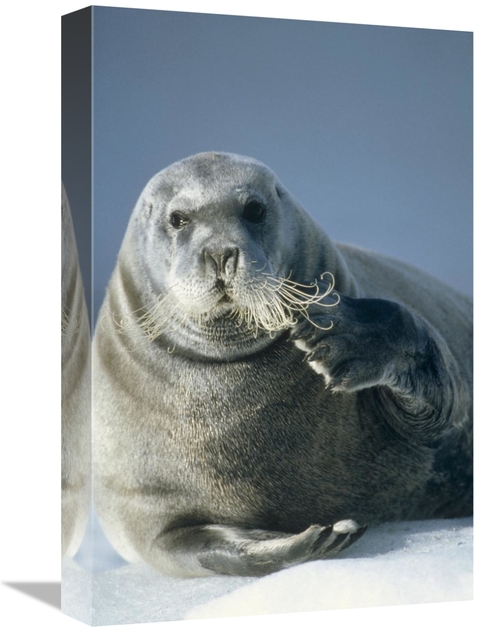 Global Gallery GCS-451184-1218-142 12 x 18 in. Bearded Seal Scratching