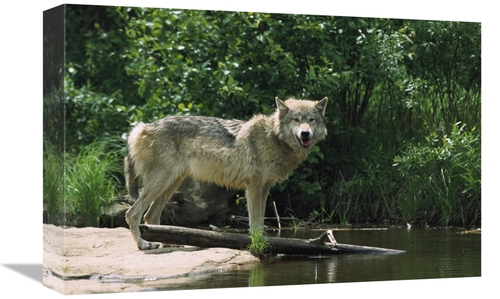 Global Gallery GCS-452556-1218-142 12 x 18 in. Timber Wolf on Riverban