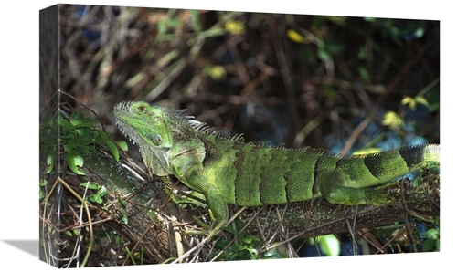 Global Gallery GCS-452358-1218-142 12 x 18 in. Green Iguana Female&#44