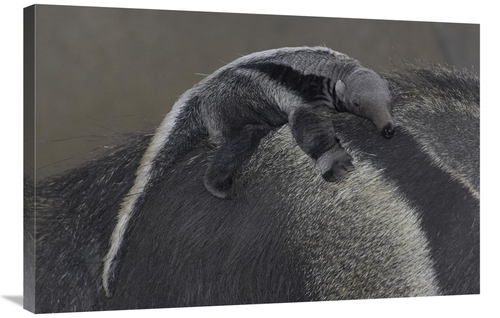 Global Gallery GCS-450870-2436-142 24 x 36 in. Giant Anteater Baby Cli