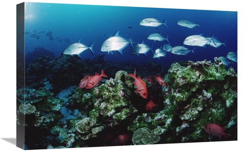 Global Gallery GCS-450743-1624-142 16 x 24 in. Cavalla & Squirrelfish 