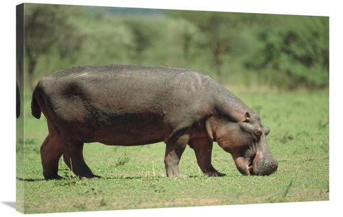 Global Gallery GCS-452384-2436-142 24 x 36 in. Hippopotamus Grazing on