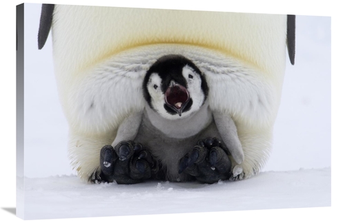 Global Gallery GCS-398018-2436-142 24 x 36 in. Emperor Penguin Chick o